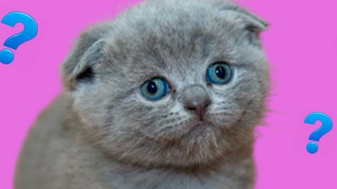 Chat gris interloqué sur fond rose