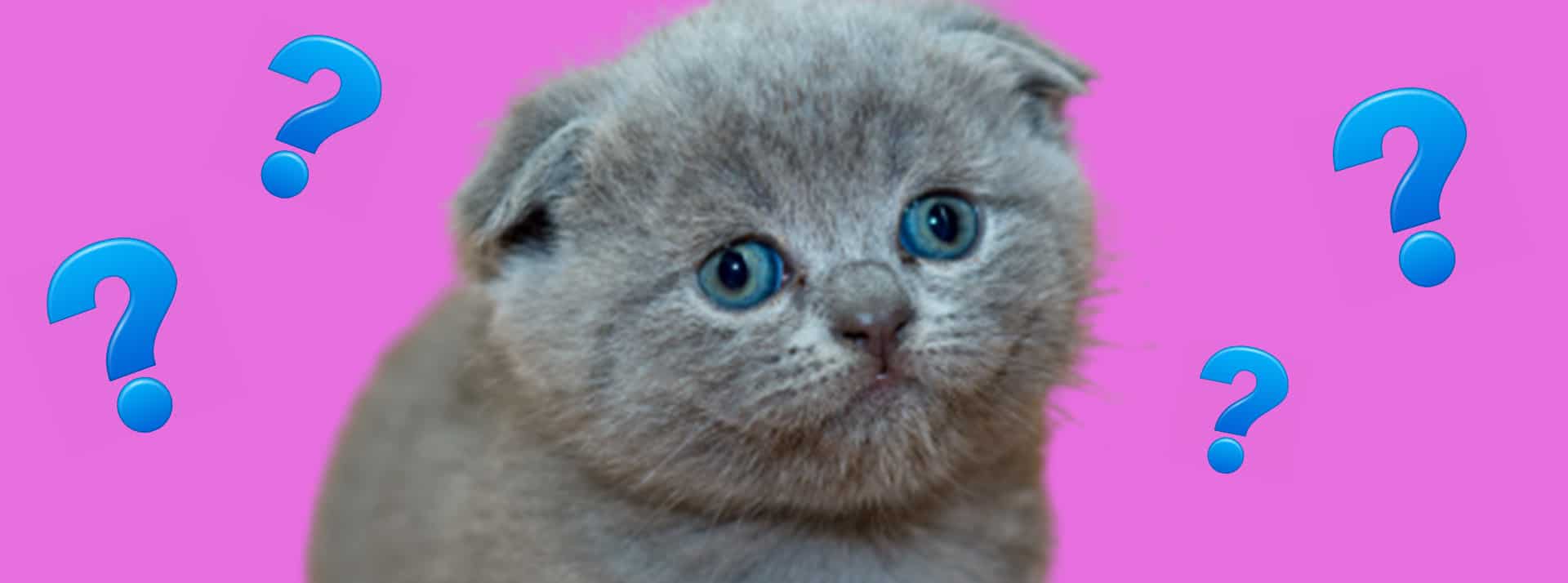 Chat gris interloqué sur fond rose