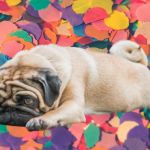 Un carlin avachi sur des paillettes