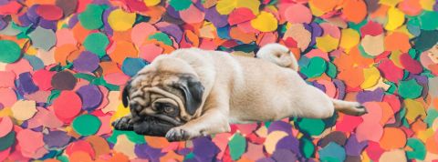 La fête est finie! Un carlin avachi sur des paillettes