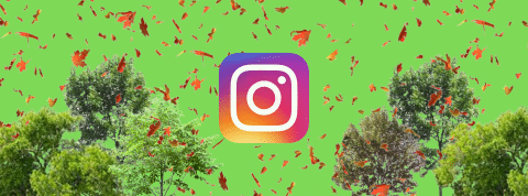 À défaut de planter des arbres, une association écologique a planté 4,1 millions d’utilisateurs sur Instagram Logo d'Instagram entouré d'arbres et de feuilles d'automne