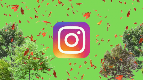 À défaut de planter des arbres, une association écologique a planté 4,1 millions d’utilisateurs sur Instagram Logo d'Instagram entouré d'arbres et de feuilles d'automne
