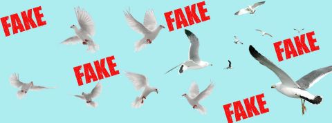 Birds aren't real, histoire d'une vraie fausse théorie du complot Des oiseaux sur fond bleu avec les mots fakes en rouge autour
