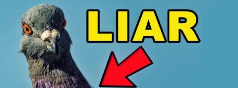 birds-are-real-complot Un pigeon sur fond bleu