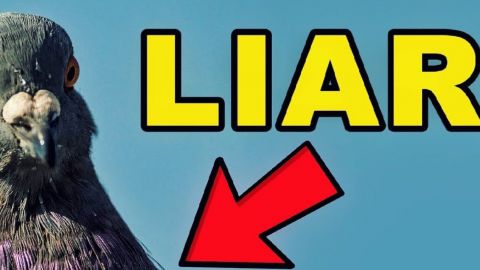 Un pigeon sur fond bleu