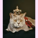 Trois chats avec chapeaux et couronnes sur la tête