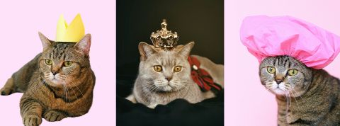 chats Trois chats avec chapeaux et couronnes sur la tête