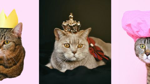 Trois chats avec chapeaux et couronnes sur la tête