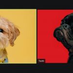 Deux chiens sur zoom