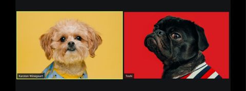 Un an sur Zoom : quelles sont nos habitudes ? Deux chiens sur zoom