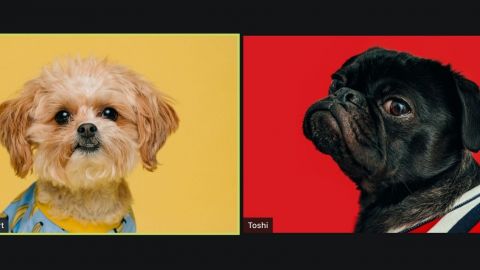 Deux chiens sur zoom