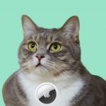 Chat gris et blanc avec airtag en collier