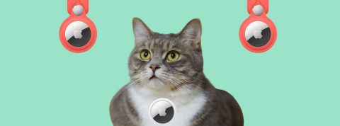 cats Chat gris et blanc avec airtag en collier