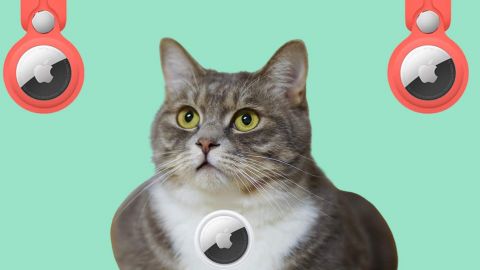 Chat gris et blanc avec airtag en collier