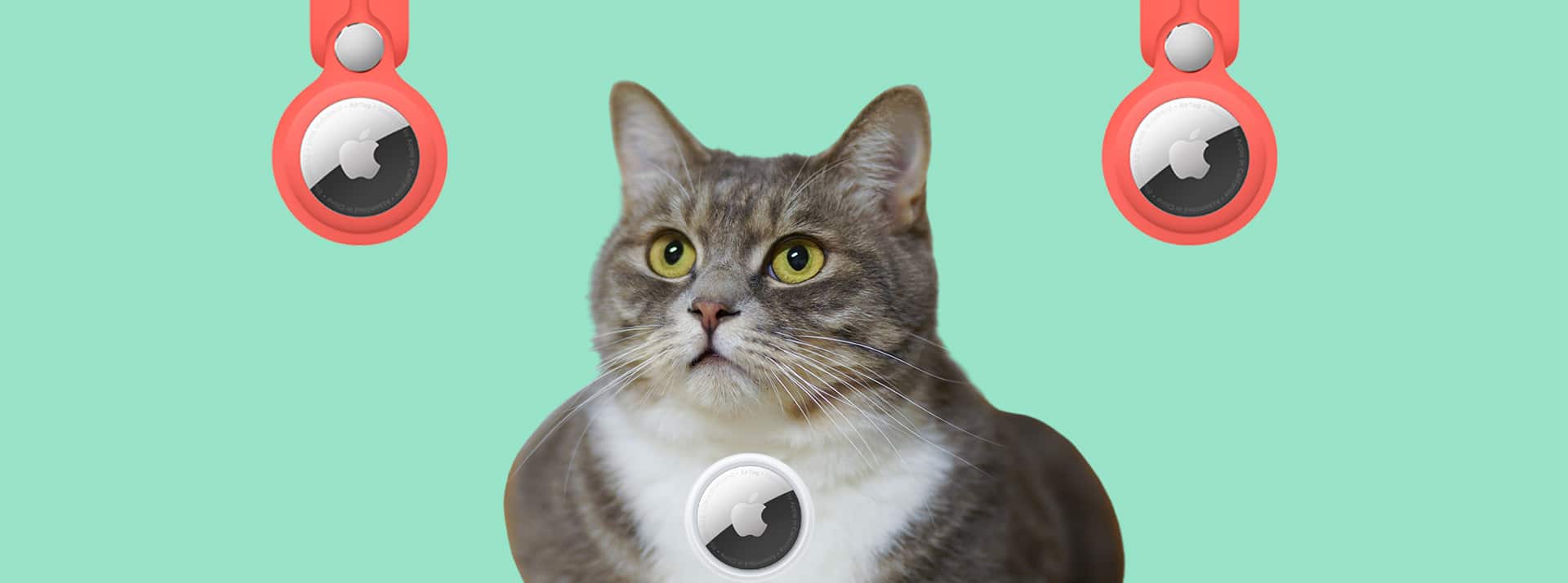 Chat gris et blanc avec airtag en collier