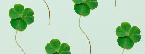 Anna-Shvets des trèfles sur fond vert clair