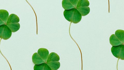 des trèfles sur fond vert clair