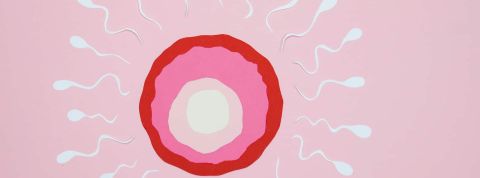 infertilité illustration ovule et spermatozoides en sens inverse