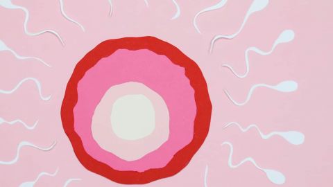 illustration ovule et spermatozoides en sens inverse