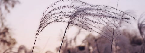 Xialolong-Wong plantes