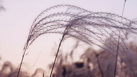 Xialolong-Wong plantes