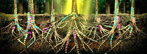 artistes Internet des plantes artistes Internet des plantes