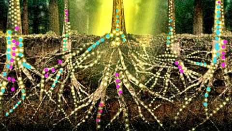 artistes Internet des plantes