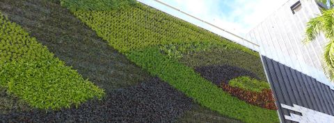 Green-wall Green-wall