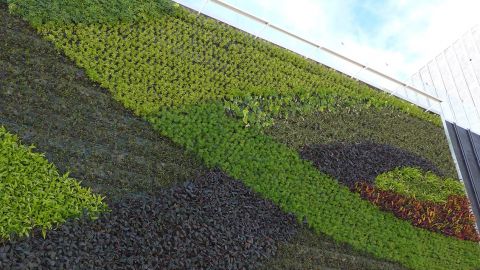 Green-wall