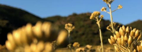 Immortelle2 champ d'immortelle