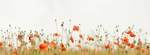 L’Oréal lance le Circular Innovation Fund est un nouveau fonds d'investissement à impact environnemental Champ de coquelicots