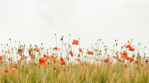 Champ de coquelicots