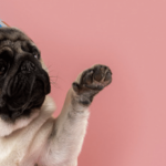 Un carlin avec un chapeau de fête sur fond rose