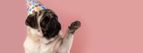 activite-maison-1280x476 Un carlin avec un chapeau de fête sur fond rose