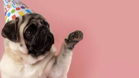 Un carlin avec un chapeau de fête sur fond rose
