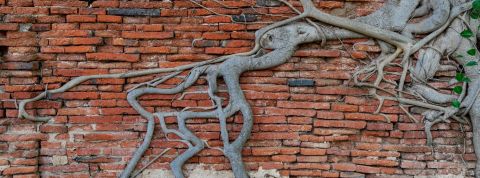 btp2 ue racine d'arbre sur un mur en brique