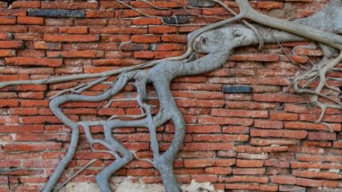 ue racine d'arbre sur un mur en brique