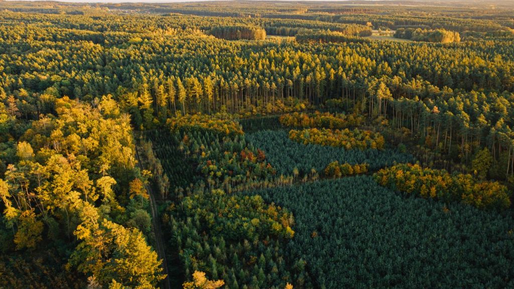 pexels-marcin-jozwiak-5885221 pexels-marcin-jozwiak-5885221