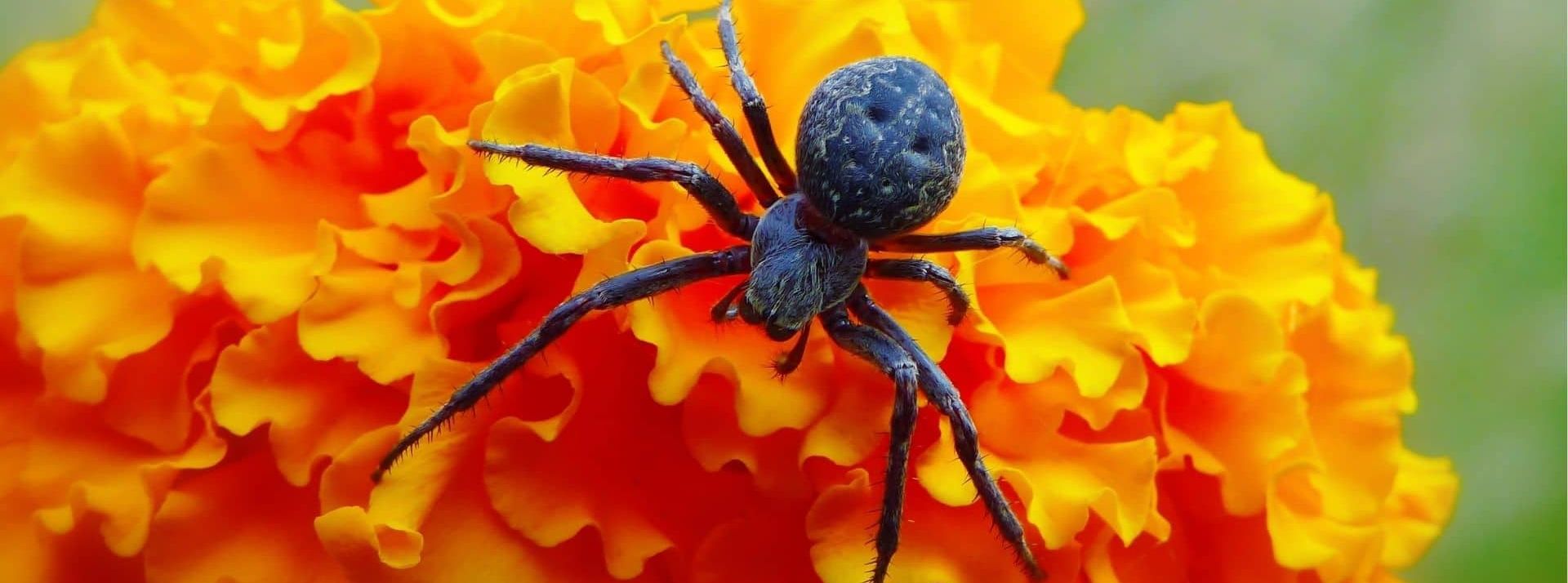 Arraignée sur une fleur orange