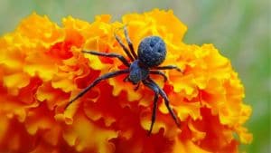 Arraignée sur une fleur orange
