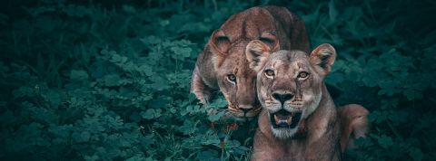 Biologie sexiste Deux lionnes