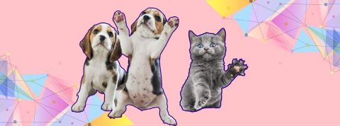Chats et chiens à la mode Chiots et chaton sur fond orangé