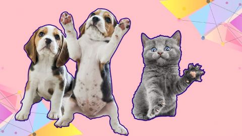 Chiots et chaton sur fond orangé