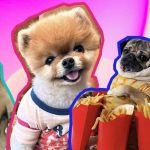 Les 4 premiers comptes de chiens sur insta