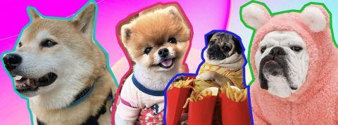 Top des comptes insta de chiens Les 4 premiers comptes de chiens sur insta