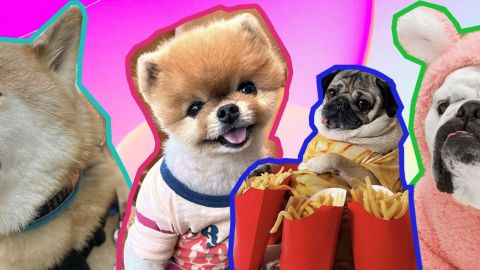 Les 4 premiers comptes de chiens sur insta