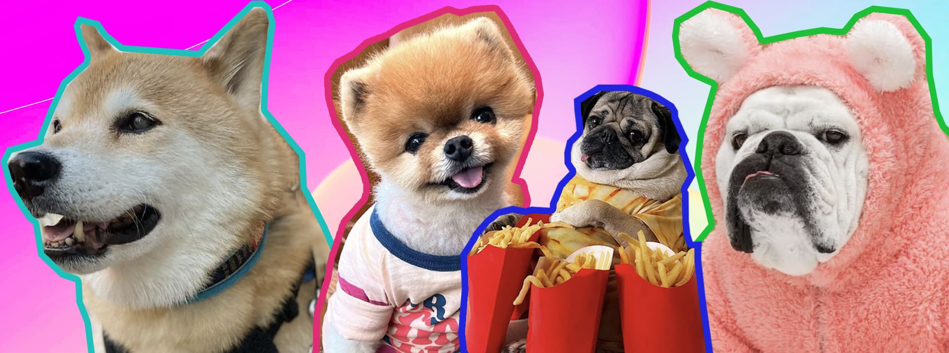 Les 4 premiers comptes de chiens sur insta