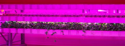 Romane-M copie Romane-M copie