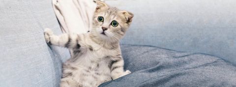 Et si une appli traduisait les miaulement de votre chat en mot ? C’est ce que propose MeowTalk. Chat sur un canapé l'air étonné