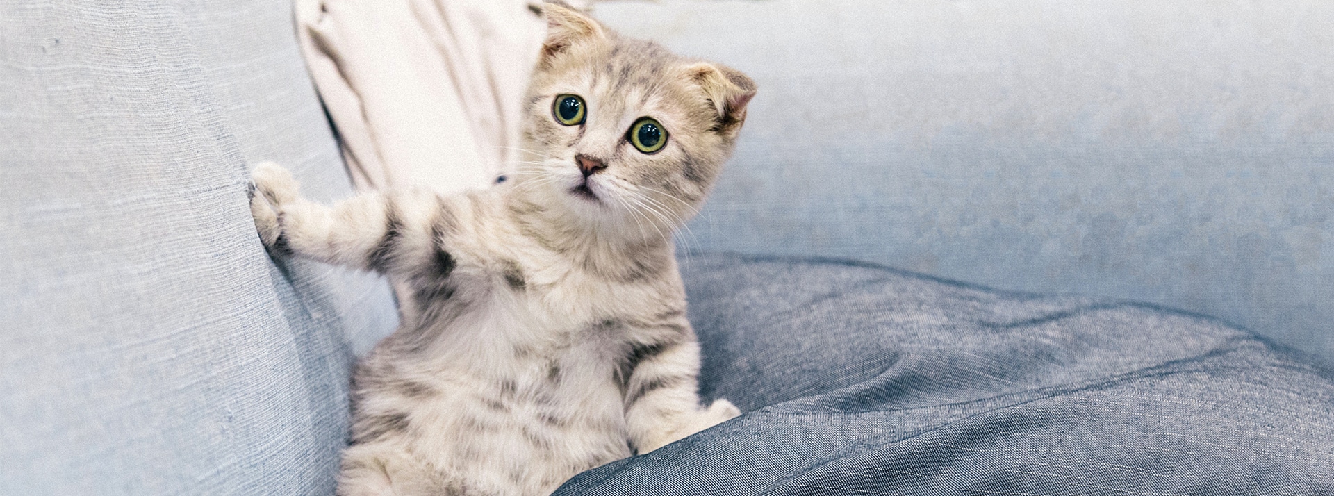 Chat sur un canapé l'air étonné